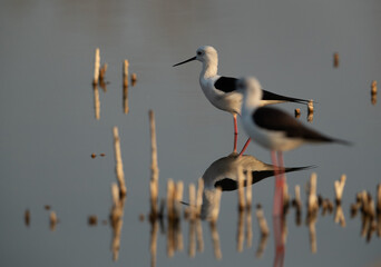 Selective focus on the back Black-winged Stilt , Asker Marsh, Bahrain