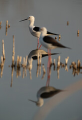 Selective focus on the back Black-winged Stilt at Asker Marsh, Bahrain