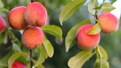 Natural Fruit. Peaches growing on a tree in the summer. Delicious and healthy organic nutrition. Beautiful garden with ripened Nectarines. Healthy eating vegetarianism vegan. Peaches on tree branches