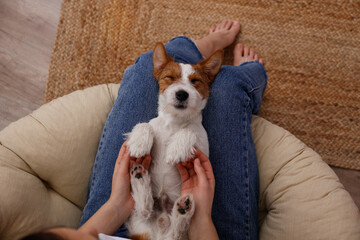 Cropped shot of unrecognizable woman wearing mom jeans with cute rough coated doggy on her lap....