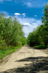 Dirt road through the forest. Forest road under blue cloudy sky