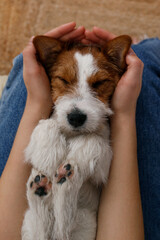 Cropped shot of unrecognizable woman wearing mom jeans with cute rough coated doggy on her lap. Adorable wire haired jack russell terrier pup lying on his back. Close up, copy space, background.