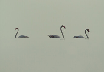 Greater Flamingos  in the morning at Asker coast of Bahrain