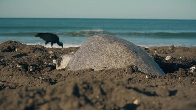 turtle laying eggs on beach in Costa Rica with bird of prey in background