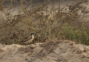 Desert Wheatear perched on a mound at buri , Bahrain