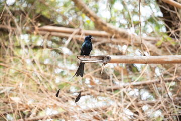 Greater racket - tailed drongo