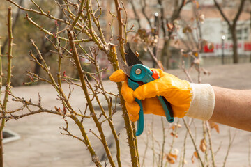  Farmer hand prunes and cuts branches of a tree in the garden with pruning shears or secateurs in autumn. Man pruning tree with clippers. Autumn cut tree close up.