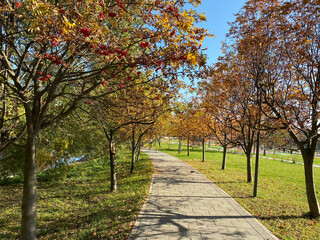 image of many ashberry at dry sunny day