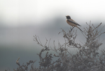 Desert Wheatear perched on bush in misty morning at buri , Bahrain