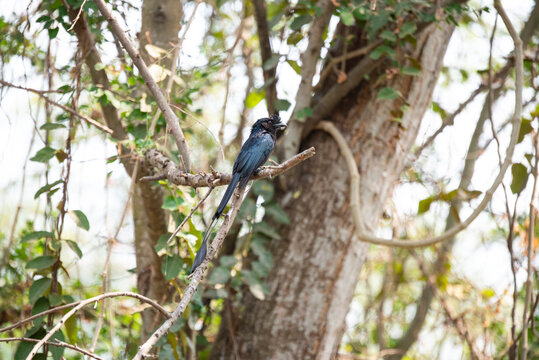 Greater Racket - Tailed Drongo