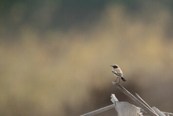 Desert Wheatear perched on palm log at buri , Bahrain