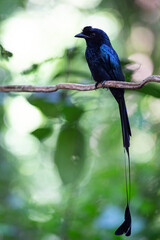 Greater racket - tailed Drongo