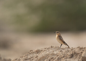 Isabelline Wheatear at Buri farm, Bahrain