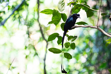 Greater racket - tailed Drongo