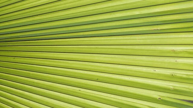 green tree leaf -palm tree leaf for summer. Tropical palm leaf tropical background