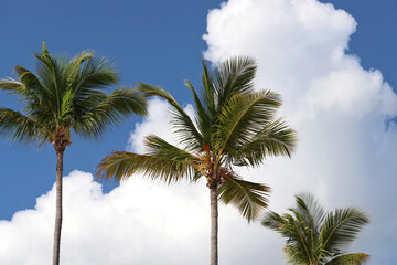 Fototapeta na wymiar Coconut palm trees against the blue sky and white clouds. Background for holidays on tropical beach