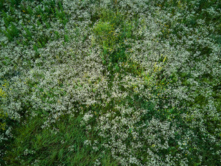 Fototapeta na wymiar Drone aerial view white flower blooming meadow, in countryside, in the field on summer day, feel the nature. Slow motion.