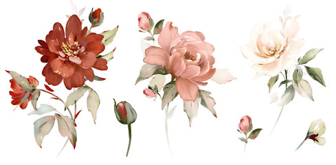 Set watercolor pink, red flowers, garden roses, peonies. collection leaves, branches. Botanic illustration isolated on white background.