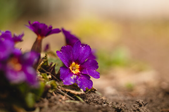 Spring flower. Purple primrose or primula in a garden on a blurred background.
