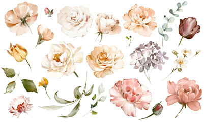Set watercolor pink  flowers, garden roses, peonies. collection leaves, branches. Botanic illustration isolated on white background. - 496316925