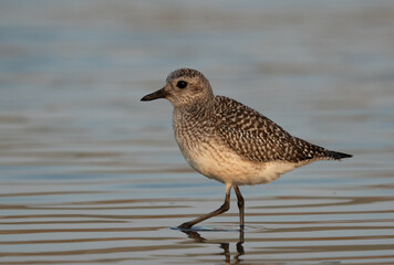 Closeup of a Grey plover at Asker marsh, Bahrain