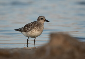 Grey plover at Asker marsh, Bahrain