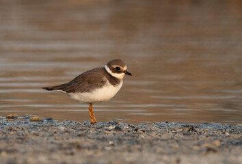Closeup of  Kentish Plover at Asker Marsh, Bahrain