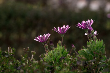  A photo of flowers in a sunny day of spring time