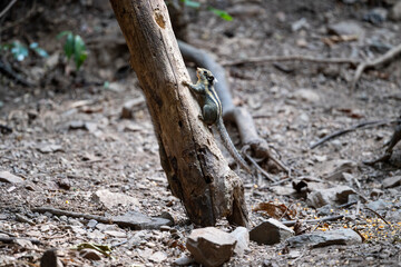 Himalayan striped squirrel
