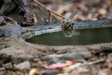 Himalayan striped squirrel
