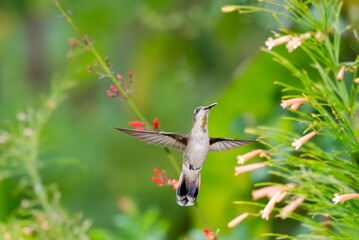Dreamy scene of a female Ruby Topaz hummingbird, Chrysolampis mosquitus, with wings spread...