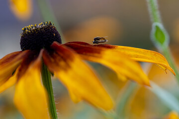 a couple of flies sitting on the rudbeckia flower...