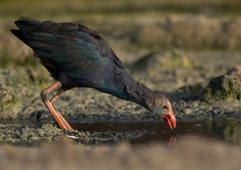 Grey-headed Swamphen drinking water at Asker Marsh, Bahrain