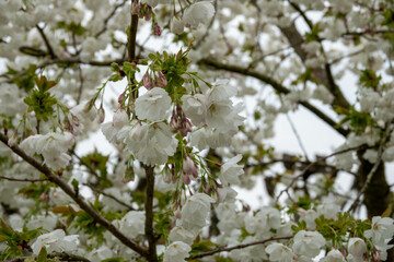 blossom of the japenese flowering cherry the national flower of japan