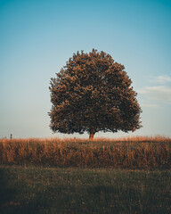 soliter tree on a meadow on a sunny day, relax and energy - obrazy, fototapety, plakaty