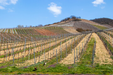 Fototapeta na wymiar Vineyard on the Mosel in spring in Germany