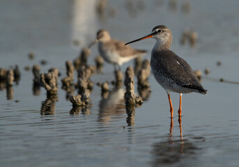 Closeuop of a Spotted redshank at Asker marsh, Bahrain