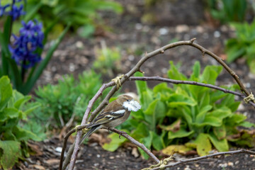 chaffinch perched on a plant in the garden with a feather in its beak