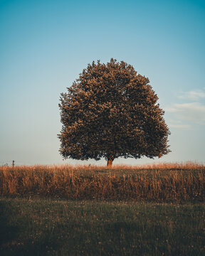 soliter tree on a meadow on a sunny day, relax and energy