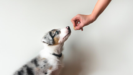 Puppy learning to obey. Dog training. Owner giving prize to dog. Isolated background. Border collie...