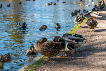 ducks resting on the footpath by the edge of the river