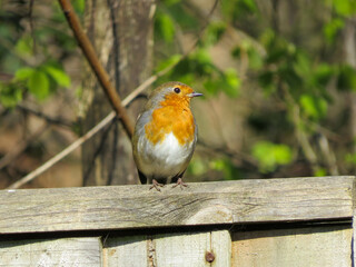 cute robin perched on the fence in the spring sunshine