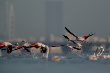 Greater Flamingos takeoff at Eker creek, Bahrain