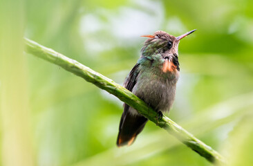 A young Tufted Coquette hummingbird, Lophornis ornatus, looking rumpled and disheveled preening in the rainforest.