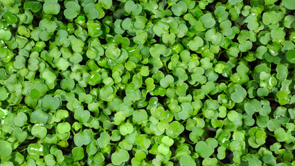 Rucola sprouts are green. Green natural background texture. Organic Superfood. Close-up top view. Empty space.