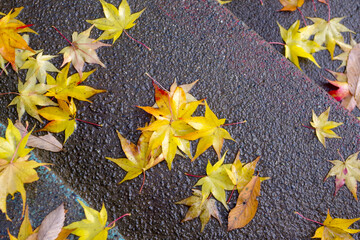 もみじの落ち葉