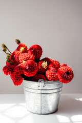 Stylish metal bucket with red dahlias © Максим Галінский