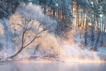 Misty winter sunrise in the wood. Bright rays on tops trees. Fog over the river. Frost on branches of trees and land.