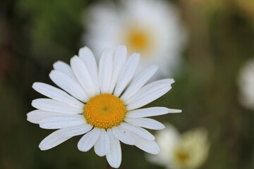 Grande marguerite blanche