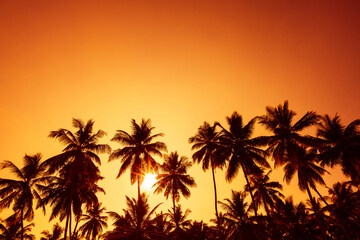Naklejka na ściany i meble Sunset on tropical beach with coconut palm trees silhouettes and shining sun